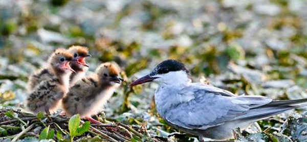 binary_middle (2).jpg